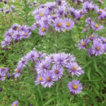 New England Aster
